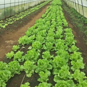 Drip Irrigation (3 lines per bed)