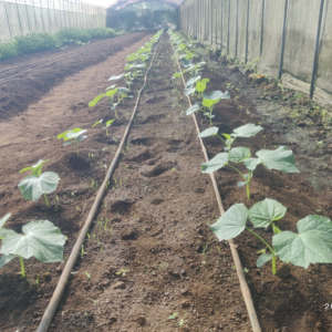 Drip Irrigation (2 lines per bed)